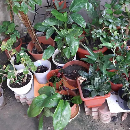 Appartement нова смарт *