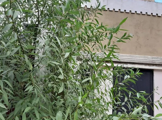 нова смарт Odesa